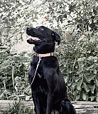 Собака Домодедово