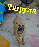 Яркая Тигруля, 5 мес, стерилизована, привита Белгород