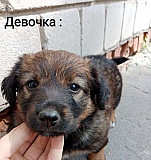 Собака Славгород