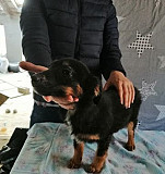 Собаки Новороссийск