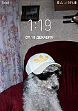 Собака Нижний Новгород