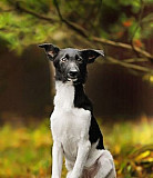 Черно-белая красавица щенок в добрые руки Одинцово