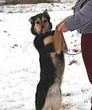 Собака Юрьев-Польский