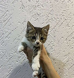 Котёнок в добрые руки Сызрань