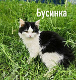Кошки, коты ищут дом Волгоград