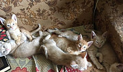 В добрые руки - красивые и игривые котята Киров