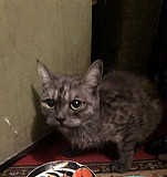 Кошка смешанная порода Ростов-на-Дону