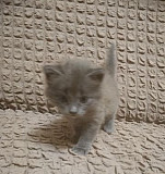 Котёнок Белгород
