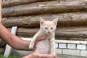 Котята только в добрые руки Ульяновск