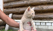 Котята только в добрые руки Ульяновск