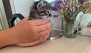 Котёнок котята Тимашевск