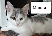 Брошенным котятам нужен дом Ижевск