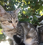 Кошка Махачкала
