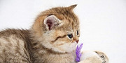 Британские малыши драгоценного окраса,кот для вязк Воронеж