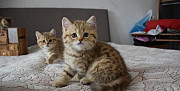 Клубные котята драгоценного окраса Воронеж