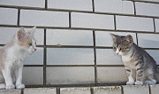 Кошка и кот Михайловка