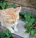 Найден котенок Белореченск