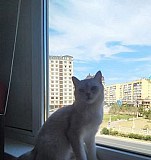 Кошка Каспийск
