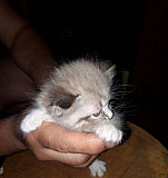 Котята в добрые руки Звенигород