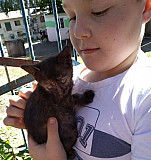 Котята ищут семью Саранск