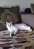 Кошка Каспийск