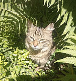 Сибирская кошка Белореченск