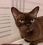 Бурманская кошка соболь Рязань