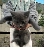 Котенок девочка в добрые руки Брянск