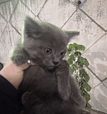 Котенок девочка в добрые руки Брянск