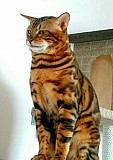 Вязка бенгальский кот Ульяновск