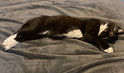 Котёнок чёрный с белым мальчик 2 месяца Сочи