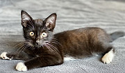 Котёнок чёрный с белым мальчик 2 месяца Сочи