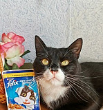 Замечательный кот Феликс Ульяновск