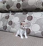 Котёнок Батайск