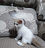 Котёнок Батайск