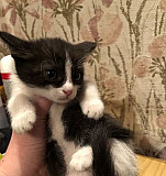 Котята в добрые руки 1,5 месяца Саратов