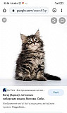 Возьму в дар котенка сибирской породы. Фото можно Южноуральск