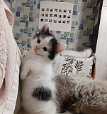 Котёнок девочка Армянск