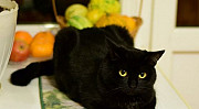 Черный кот с умными глазами в добрую семью Воронеж