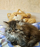 Персидские котейки Смоленск