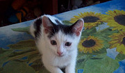Разбираем, остались котики (возраст 2 месяца) Йошкар-Ола