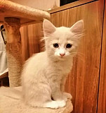 Котенок девочка 2.5 месяца Селятино