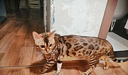 Бенгальский кот, вязка Ижевск