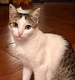 Кошка -Пенка,стерильная Тамбов