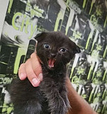 Отдам чёрного котенка Калач-на-Дону