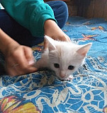 Котята 1,5 месяца Канаш