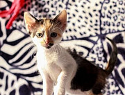 Помесь бирманских котят и неизвестного отца - подл Обнинск