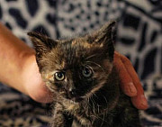 Помесь бирманских котят и неизвестного отца - подл Обнинск