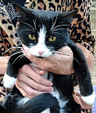 Красавца котика в добрые руки Пугачев