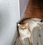Британский котик на вязку(золотая шиншилла) Балашиха